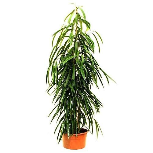 Ficus Amstel Queen - www.FOP.ae Buy online Best and Healthy Plants and quality products guarantee in Dubai Plants Shop in Dubai Abu Dhabi all over UAE Plants near me Fresh Plants in Dubai where to buy plants in UAE - FOP.ae