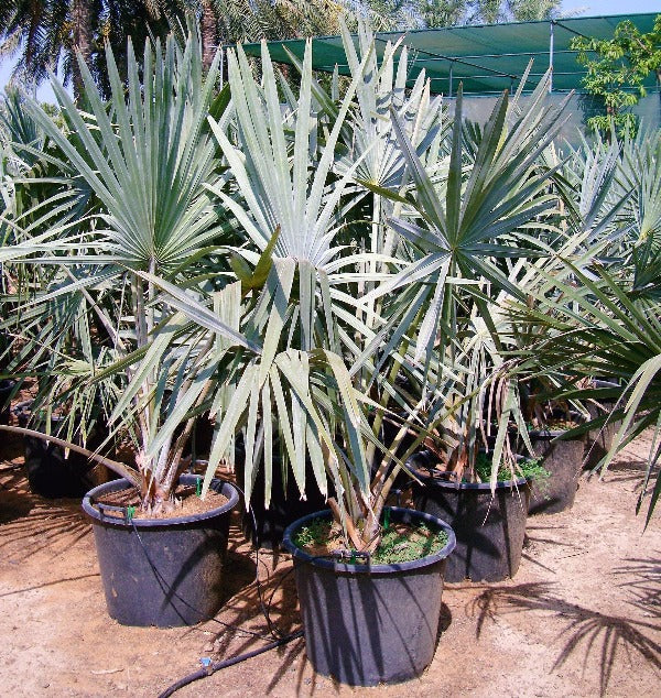 Bismark Palm, Bismarckia Nobilis - www.FOP.ae Buy online Best and Healthy Plants and quality products guarantee in Dubai Plants Shop in Dubai Abu Dhabi all over UAE Plants near me Fresh Plants in Dubai where to buy plants in UAE - FOP.ae