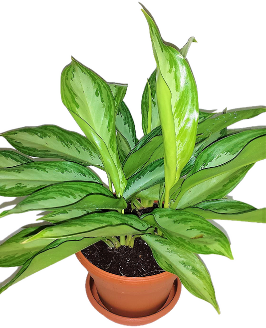 Aglaonema “Silver Queen” Chinese Evergreen Plant - www.FOP.ae Buy online Best and Healthy Plants and quality products guarantee in Dubai Plants Shop in Dubai Abu Dhabi all over UAE Plants near me Fresh Plants in Dubai where to buy plants in UAE - FOP.ae