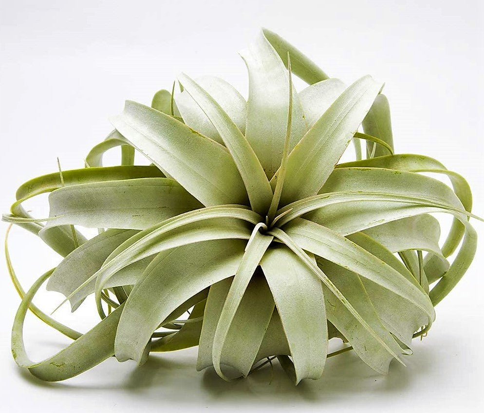 Tillandsia Xerographica - www.FOP.ae Buy online Best and Healthy Plants and quality products guarantee in Dubai Plants Shop in Dubai Abu Dhabi all over UAE Plants near me Fresh Plants in Dubai where to buy plants in UAE - FOP.ae