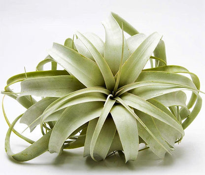 Tillandsia Xerographica - www.FOP.ae Buy online Best and Healthy Plants and quality products guarantee in Dubai Plants Shop in Dubai Abu Dhabi all over UAE Plants near me Fresh Plants in Dubai where to buy plants in UAE - FOP.ae