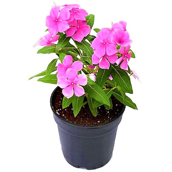 Vinca Flowers (small) - www.FOP.ae Buy online Best and Healthy Plants and quality products guarantee in Dubai Plants Shop in Dubai Abu Dhabi all over UAE Plants near me Fresh Plants in Dubai where to buy plants in UAE - FOP.ae