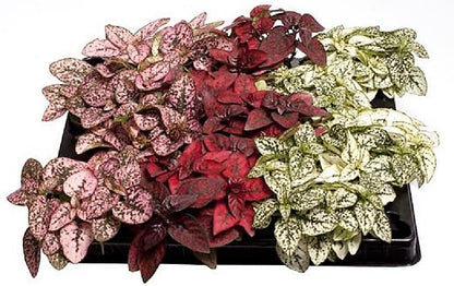 Polka Dot Plant, Hypoestes Phyllostachya indoor - www.FOP.ae Buy online Best and Healthy Plants and quality products guarantee in Dubai Plants Shop in Dubai Abu Dhabi all over UAE Plants near me Fresh Plants in Dubai where to buy plants in UAE - FOP.ae