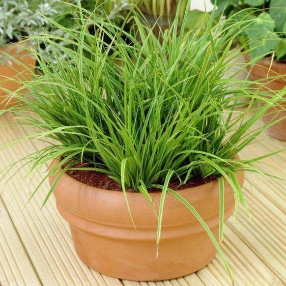 Carex Hachjioensis, EverGold - www.FOP.ae Buy online Best and Healthy Plants and quality products guarantee in Dubai Plants Shop in Dubai Abu Dhabi all over UAE Plants near me Fresh Plants in Dubai where to buy plants in UAE - FOP.ae