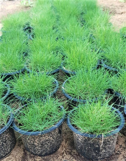 Zoysia Japonica, Korean Lawn Grass - www.FOP.ae Buy online Best and Healthy Plants and quality products guarantee in Dubai Plants Shop in Dubai Abu Dhabi all over UAE Plants near me Fresh Plants in Dubai where to buy plants in UAE - FOP.ae