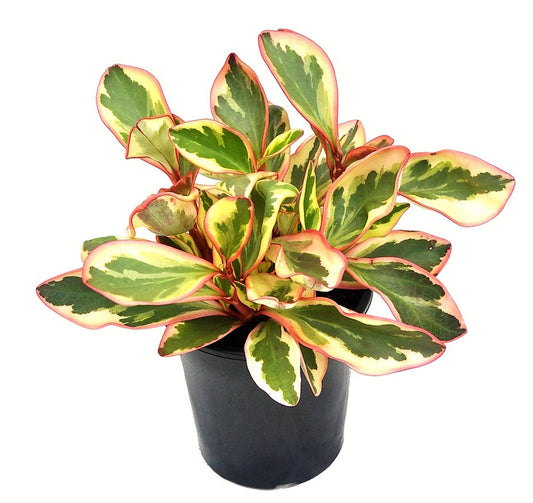 Peperomia Ginny or Tricolor Peperomia - www.FOP.ae Buy online Best and Healthy Plants and quality products guarantee in Dubai Plants Shop in Dubai Abu Dhabi all over UAE Plants near me Fresh Plants in Dubai where to buy plants in UAE - FOP.ae