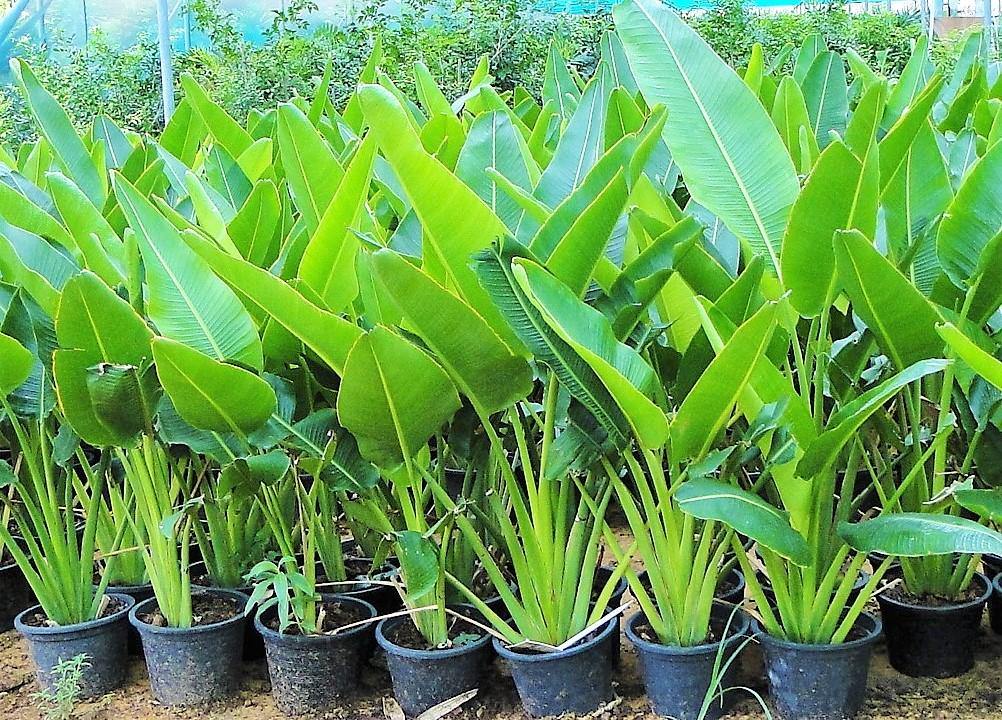 Ravenala Madagascariensis, Traveller’s Palm - www.FOP.ae Buy online Best and Healthy Plants and quality products guarantee in Dubai Plants Shop in Dubai Abu Dhabi all over UAE Plants near me Fresh Plants in Dubai where to buy plants in UAE - FOP.ae