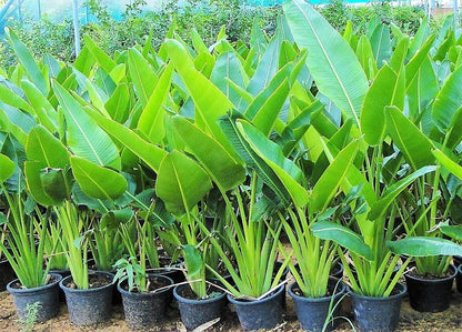 Ravenala Madagascariensis, Traveller’s Palm - www.FOP.ae Buy online Best and Healthy Plants and quality products guarantee in Dubai Plants Shop in Dubai Abu Dhabi all over UAE Plants near me Fresh Plants in Dubai where to buy plants in UAE - FOP.ae