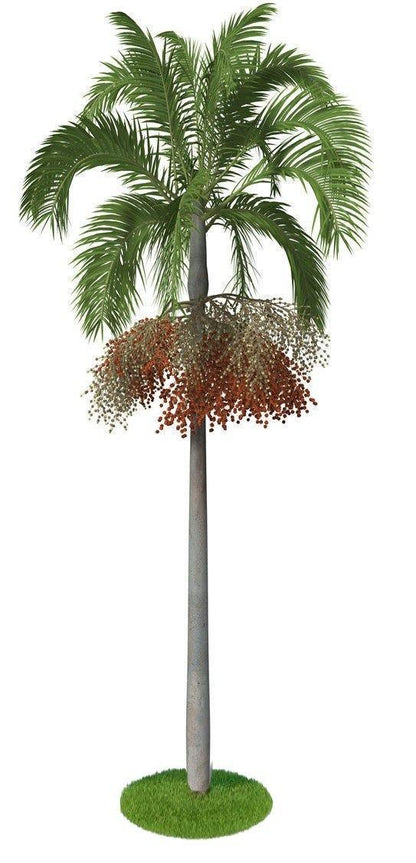 Carpentaria Palm, Carpentaria Acuminata - www.FOP.ae Buy online Best and Healthy Plants and quality products guarantee in Dubai Plants Shop in Dubai Abu Dhabi all over UAE Plants near me Fresh Plants in Dubai where to buy plants in UAE - FOP.ae