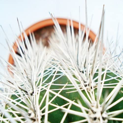 Pachy Cactus - www.FOP.ae Buy online Best and Healthy Plants and quality products guarantee in Dubai Plants Shop in Dubai Abu Dhabi all over UAE Plants near me Fresh Plants in Dubai where to buy plants in UAE - FOP.ae