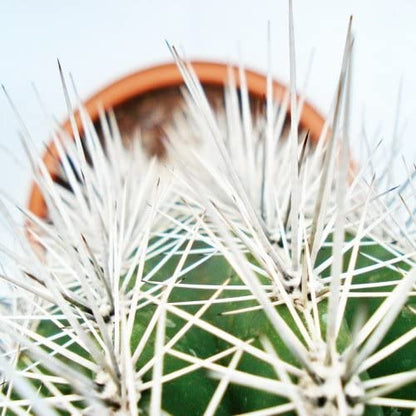 Pachy Cactus - www.FOP.ae Buy online Best and Healthy Plants and quality products guarantee in Dubai Plants Shop in Dubai Abu Dhabi all over UAE Plants near me Fresh Plants in Dubai where to buy plants in UAE - FOP.ae