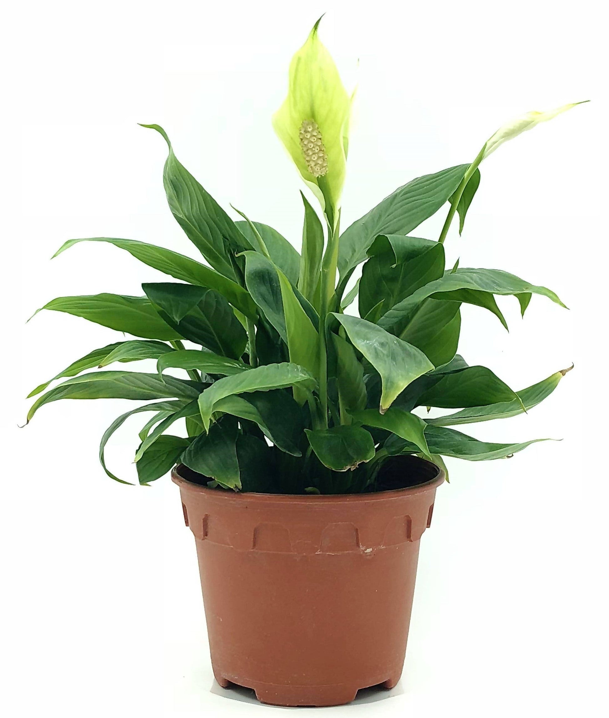 Peace Lily, Spathiphyllum - www.FOP.ae Buy online Best and Healthy Plants and quality products guarantee in Dubai Plants Shop in Dubai Abu Dhabi all over UAE Plants near me Fresh Plants in Dubai where to buy plants in UAE - FOP.ae