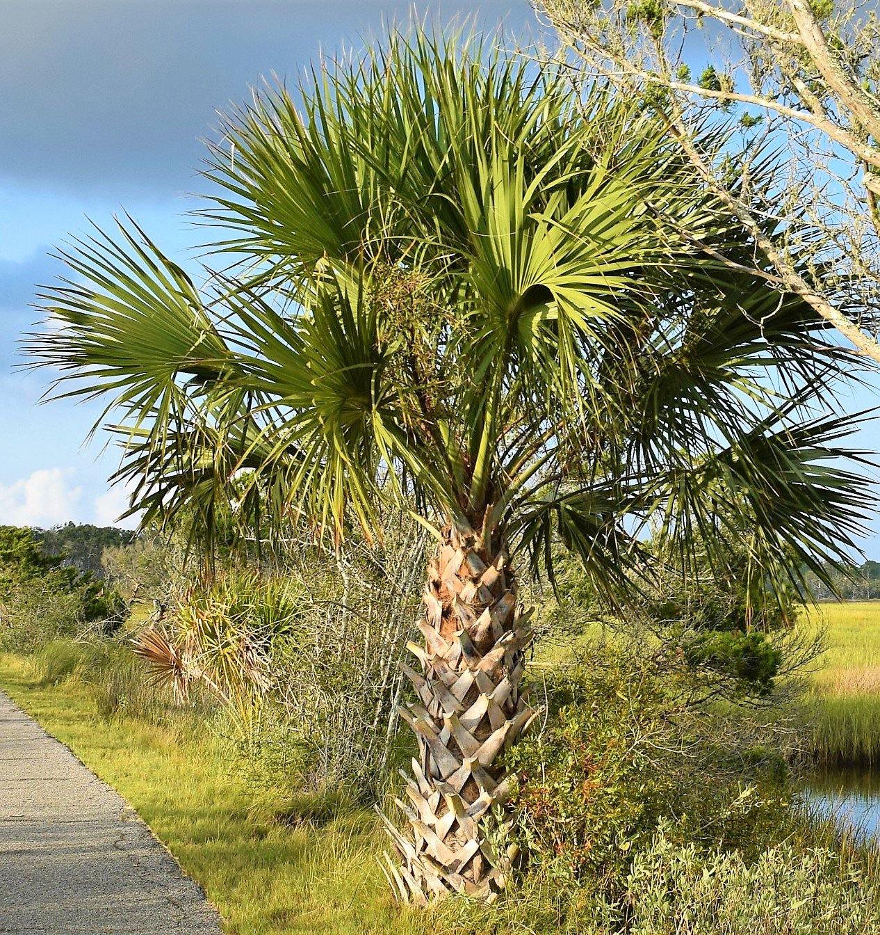 Sabal Palm, Sabal palmetto, Cabbage Palmetto, Carolina Palmetto - www.FOP.ae Buy online Best and Healthy Plants and quality products guarantee in Dubai Plants Shop in Dubai Abu Dhabi all over UAE Plants near me Fresh Plants in Dubai where to buy plants in UAE - FOP.ae