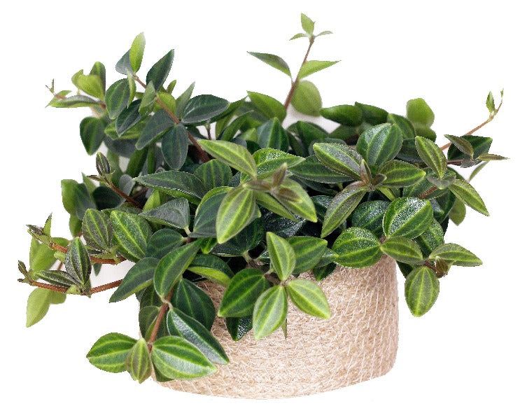 Green Leaf Peperomia , Peperomia Angulate - www.FOP.ae Buy online Best and Healthy Plants and quality products guarantee in Dubai Plants Shop in Dubai Abu Dhabi all over UAE Plants near me Fresh Plants in Dubai where to buy plants in UAE - FOP.ae