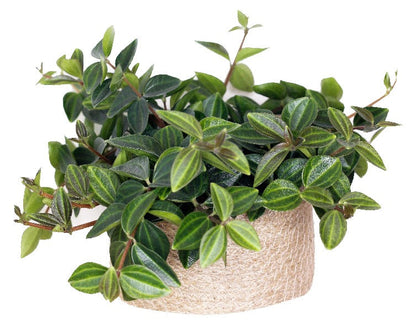 Green Leaf Peperomia , Peperomia Angulate - www.FOP.ae Buy online Best and Healthy Plants and quality products guarantee in Dubai Plants Shop in Dubai Abu Dhabi all over UAE Plants near me Fresh Plants in Dubai where to buy plants in UAE - FOP.ae