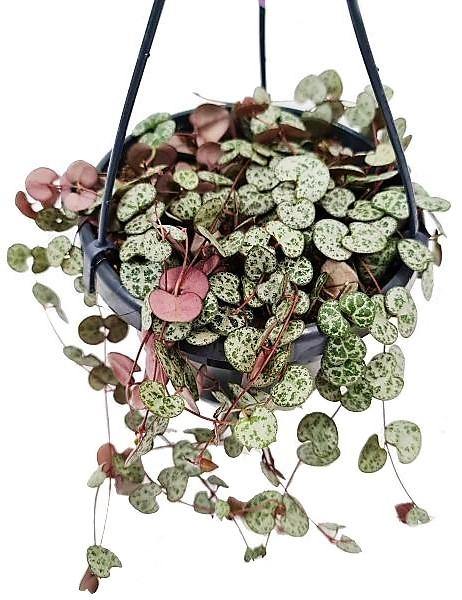 String of Hearts, Ceropegia Woodii, Variegated - www.FOP.ae Buy online Best and Healthy Plants and quality products guarantee in Dubai Plants Shop in Dubai Abu Dhabi all over UAE Plants near me Fresh Plants in Dubai where to buy plants in UAE - FOP.ae