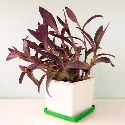 Setcreasea Purpurea, Purple Heart (small) - www.FOP.ae Buy online Best and Healthy Plants and quality products guarantee in Dubai Plants Shop in Dubai Abu Dhabi all over UAE Plants near me Fresh Plants in Dubai where to buy plants in UAE - FOP.ae