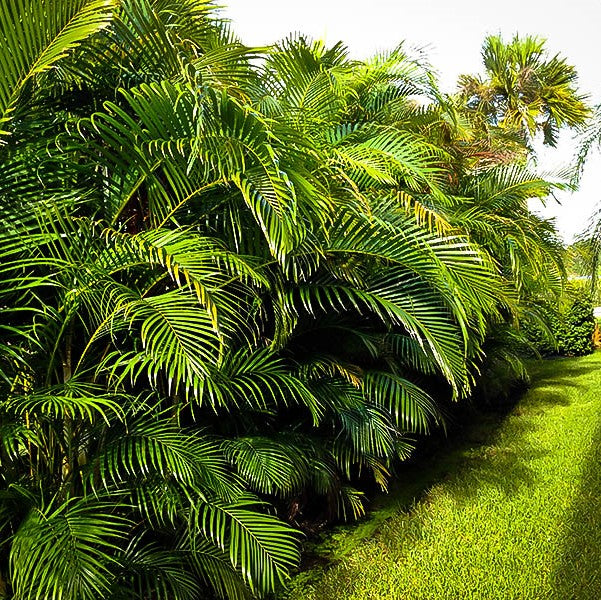 Areca Palm , Chrysalidocarpus lutescens (Outdoor) - www.FOP.ae Buy online Best and Healthy Plants and quality products guarantee in Dubai Plants Shop in Dubai Abu Dhabi all over UAE Plants near me Fresh Plants in Dubai where to buy plants in UAE - FOP.ae