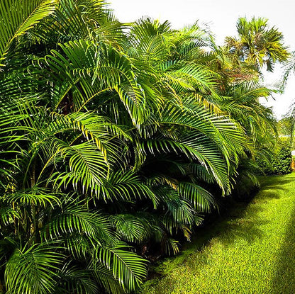 Areca Palm , Chrysalidocarpus lutescens (Outdoor) - www.FOP.ae Buy online Best and Healthy Plants and quality products guarantee in Dubai Plants Shop in Dubai Abu Dhabi all over UAE Plants near me Fresh Plants in Dubai where to buy plants in UAE - FOP.ae
