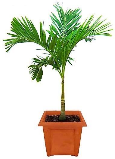 Manila Palm, Veitchia Merrillii - www.FOP.ae Buy online Best and Healthy Plants and quality products guarantee in Dubai Plants Shop in Dubai Abu Dhabi all over UAE Plants near me Fresh Plants in Dubai where to buy plants in UAE - FOP.ae