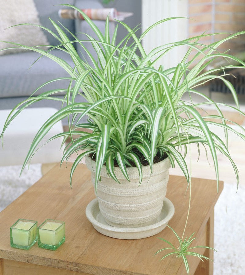 Variegated Spider Plant (Chlorophytum comosum ‘Variegatum’) - www.FOP.ae Buy online Best and Healthy Plants and quality products guarantee in Dubai Plants Shop in Dubai Abu Dhabi all over UAE Plants near me Fresh Plants in Dubai where to buy plants in UAE - FOP.ae