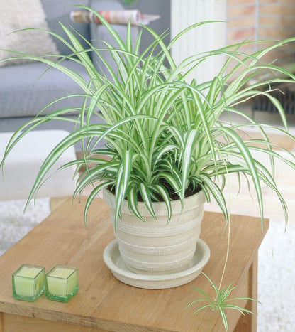 Variegated Spider Plant (Chlorophytum comosum ‘Variegatum’) - www.FOP.ae Buy online Best and Healthy Plants and quality products guarantee in Dubai Plants Shop in Dubai Abu Dhabi all over UAE Plants near me Fresh Plants in Dubai where to buy plants in UAE - FOP.ae