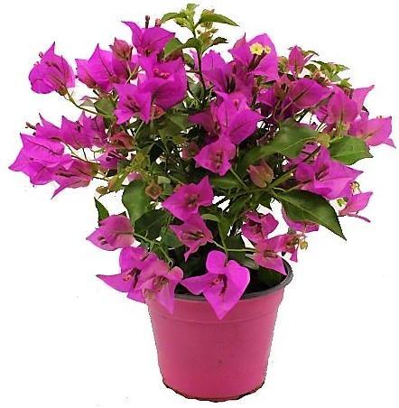 Bougainvillea Alexandra , Purple Paper Flower - www.FOP.ae Buy online Best and Healthy Plants and quality products guarantee in Dubai Plants Shop in Dubai Abu Dhabi all over UAE Plants near me Fresh Plants in Dubai where to buy plants in UAE - FOP.ae