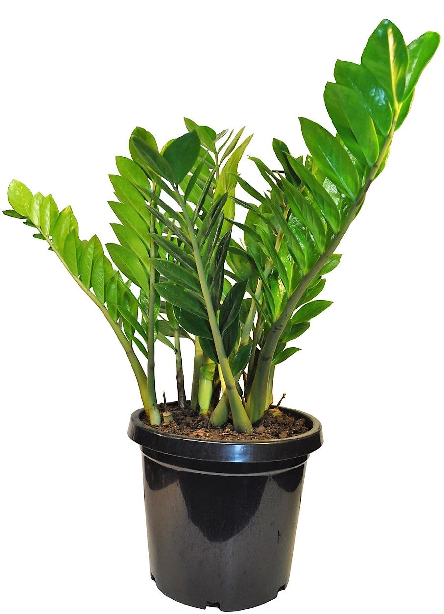 ZZ Plant, Zamioculcas Zamiifolia, Zanzibar Gem - www.FOP.ae Buy online Best and Healthy Plants and quality products guarantee in Dubai Plants Shop in Dubai Abu Dhabi all over UAE Plants near me Fresh Plants in Dubai where to buy plants in UAE - FOP.ae