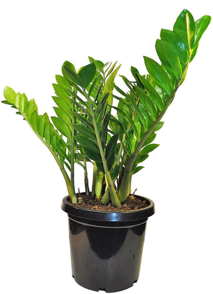 ZZ Plant, Zamioculcas Zamiifolia, Zanzibar Gem - www.FOP.ae Buy online Best and Healthy Plants and quality products guarantee in Dubai Plants Shop in Dubai Abu Dhabi all over UAE Plants near me Fresh Plants in Dubai where to buy plants in UAE - FOP.ae