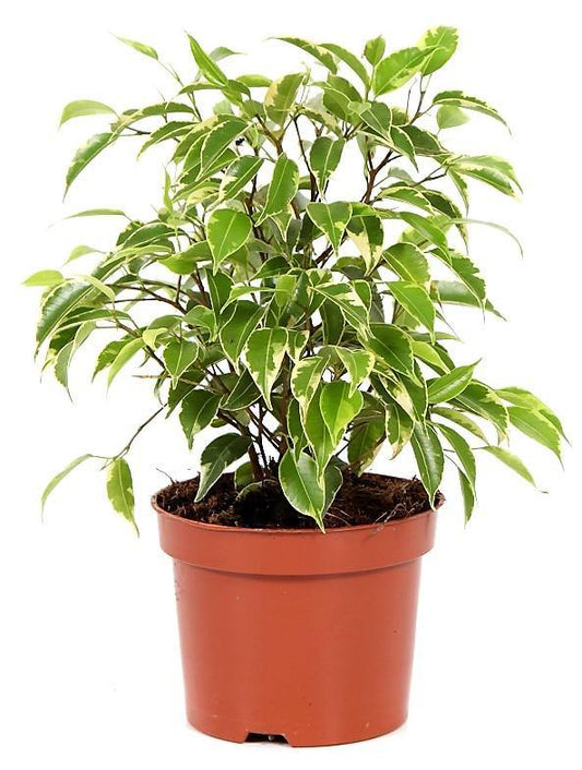 Ficus Benjamina, Kinky - www.FOP.ae Buy online Best and Healthy Plants and quality products guarantee in Dubai Plants Shop in Dubai Abu Dhabi all over UAE Plants near me Fresh Plants in Dubai where to buy plants in UAE - FOP.ae