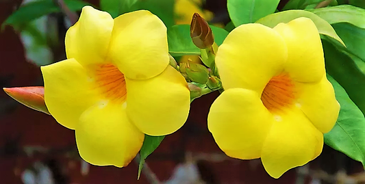 Allamanda Cathartica, Golden Trumpet - www.FOP.ae Buy online Best and Healthy Plants and quality products guarantee in Dubai Plants Shop in Dubai Abu Dhabi all over UAE Plants near me Fresh Plants in Dubai where to buy plants in UAE - FOP.ae