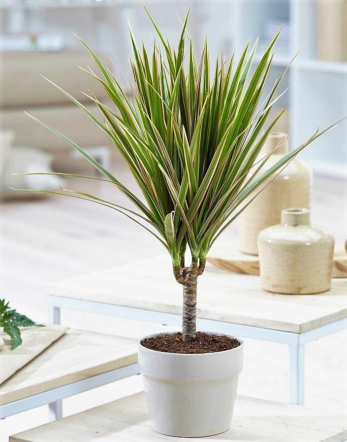 Dracaena Draco, Drago, Dragon Tree - www.FOP.ae Buy online Best and Healthy Plants and quality products guarantee in Dubai Plants Shop in Dubai Abu Dhabi all over UAE Plants near me Fresh Plants in Dubai where to buy plants in UAE - FOP.ae