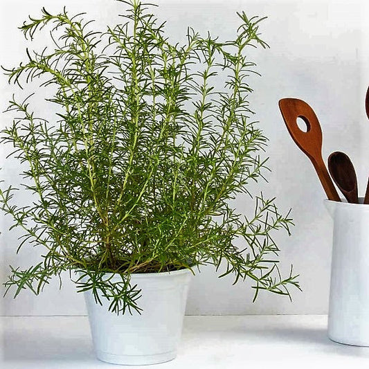Rosmarinus Officialis, Rosemary Herb Indoor - www.FOP.ae Buy online Best and Healthy Plants and quality products guarantee in Dubai Plants Shop in Dubai Abu Dhabi all over UAE Plants near me Fresh Plants in Dubai where to buy plants in UAE - FOP.ae