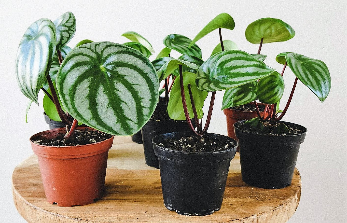 Watermelon Peperomia, Peperomia Argyreia - www.FOP.ae Buy online Best and Healthy Plants and quality products guarantee in Dubai Plants Shop in Dubai Abu Dhabi all over UAE Plants near me Fresh Plants in Dubai where to buy plants in UAE - FOP.ae