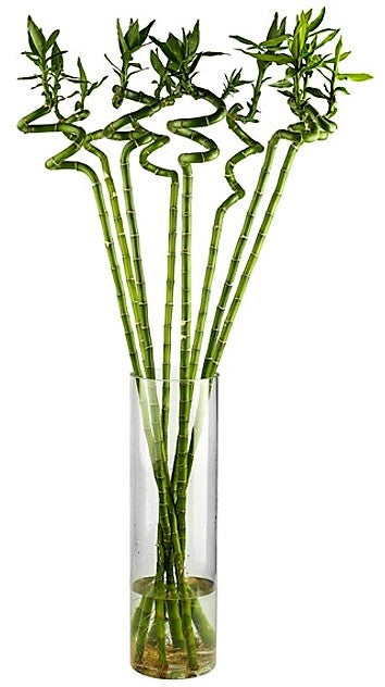 Lucky Bamboo, Dracaena Sanderiana - www.FOP.ae Buy online Best and Healthy Plants and quality products guarantee in Dubai Plants Shop in Dubai Abu Dhabi all over UAE Plants near me Fresh Plants in Dubai where to buy plants in UAE - FOP.ae