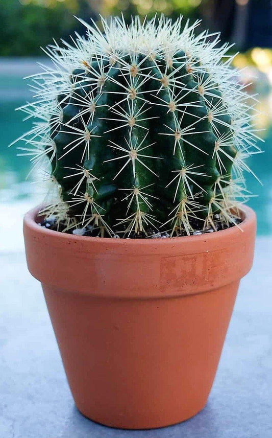 Ball Cactus, Barrel - www.FOP.ae Buy online Best and Healthy Plants and quality products guarantee in Dubai Plants Shop in Dubai Abu Dhabi all over UAE Plants near me Fresh Plants in Dubai where to buy plants in UAE - FOP.ae