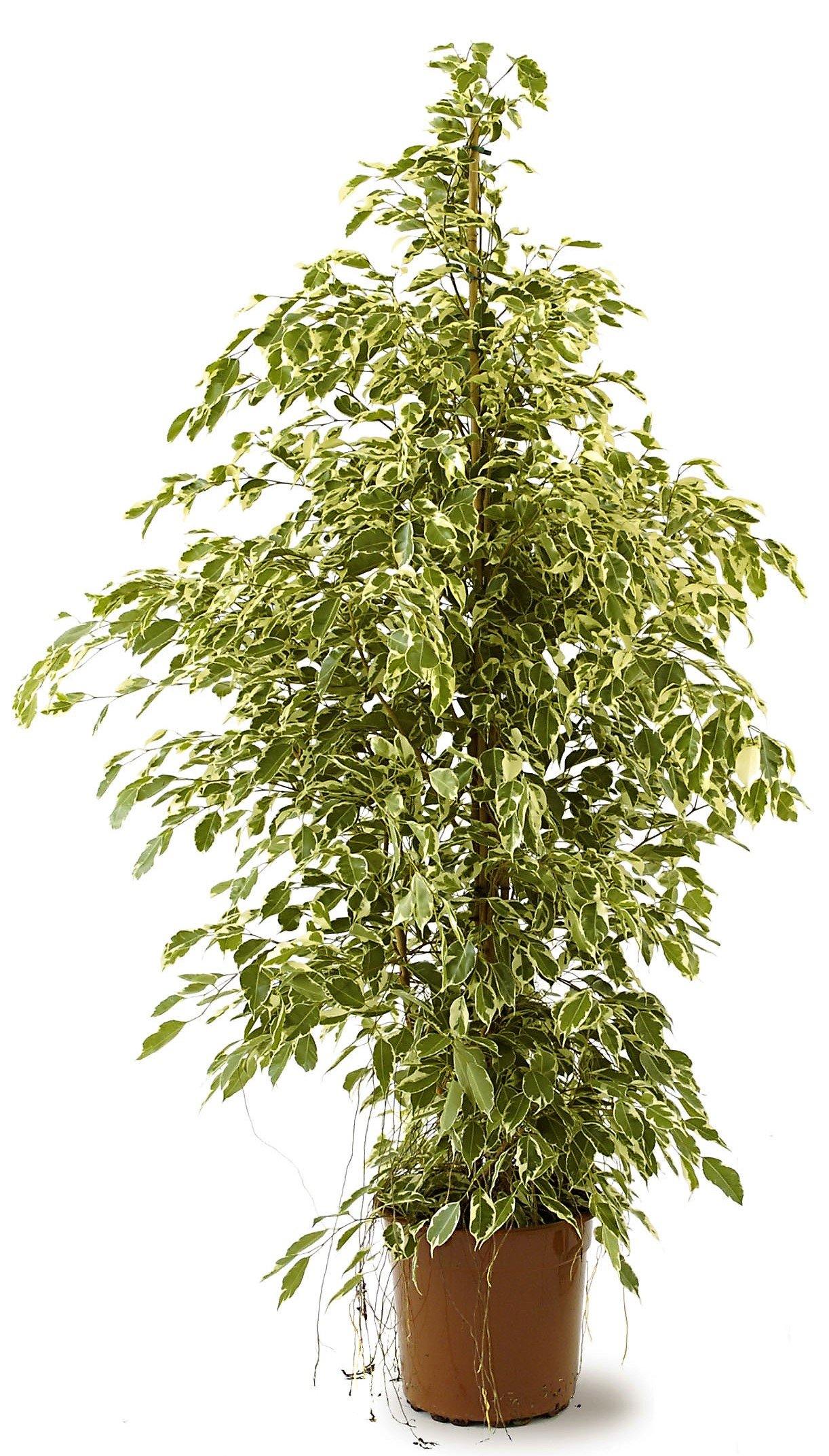 Ficus Benjamina, Twilight - www.FOP.ae Buy online Best and Healthy Plants and quality products guarantee in Dubai Plants Shop in Dubai Abu Dhabi all over UAE Plants near me Fresh Plants in Dubai where to buy plants in UAE - FOP.ae