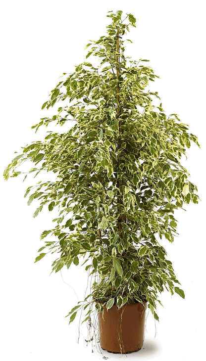 Ficus Benjamina, Twilight - www.FOP.ae Buy online Best and Healthy Plants and quality products guarantee in Dubai Plants Shop in Dubai Abu Dhabi all over UAE Plants near me Fresh Plants in Dubai where to buy plants in UAE - FOP.ae