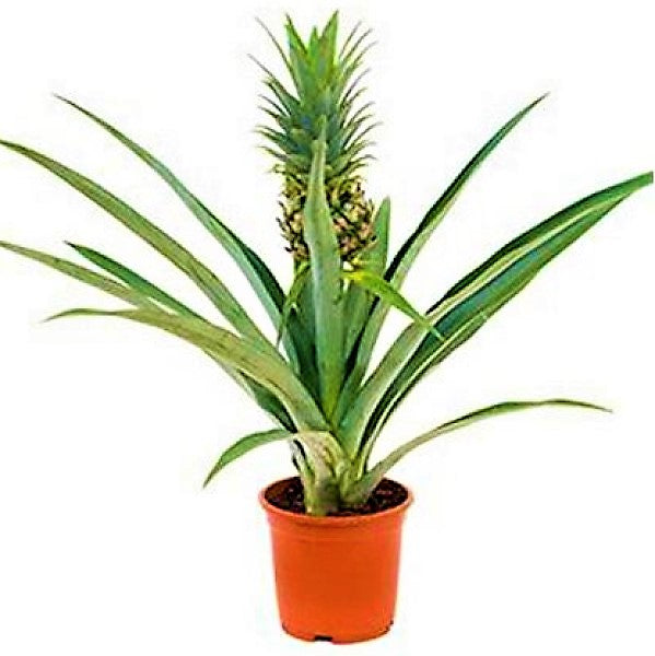 Pineapple, Ananas Comosus - www.FOP.ae Buy online Best and Healthy Plants and quality products guarantee in Dubai Plants Shop in Dubai Abu Dhabi all over UAE Plants near me Fresh Plants in Dubai where to buy plants in UAE - FOP.ae