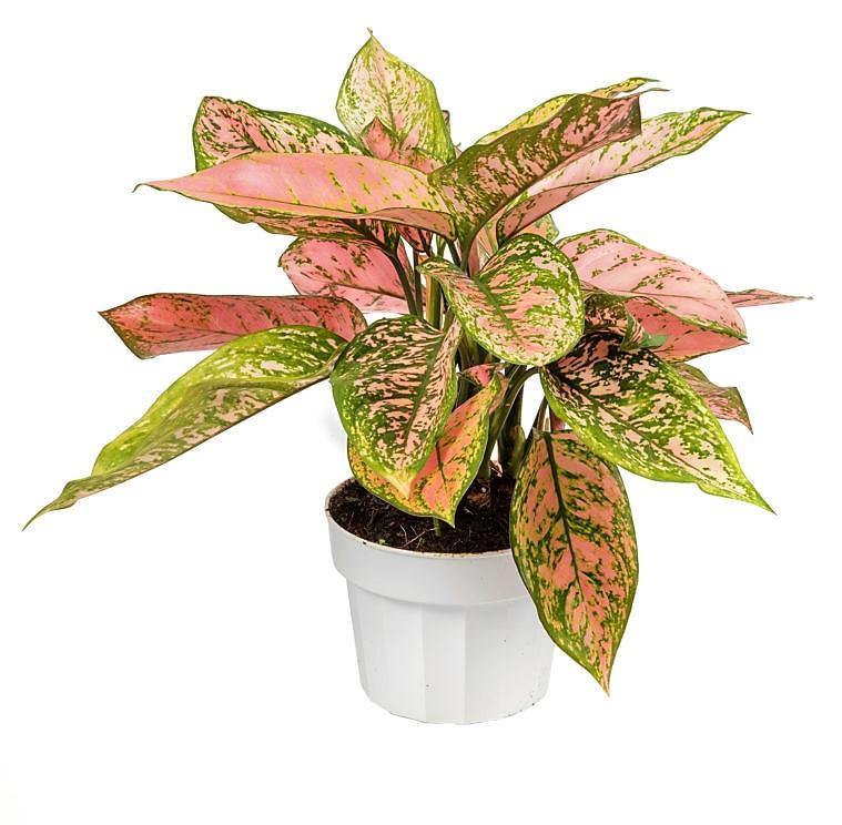 Aglonema sp, Lady Valentine - www.FOP.ae Buy online Best and Healthy Plants and quality products guarantee in Dubai Plants Shop in Dubai Abu Dhabi all over UAE Plants near me Fresh Plants in Dubai where to buy plants in UAE - FOP.ae