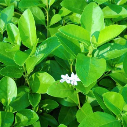 Clerodendrum inerme, Wild Jasmine - www.FOP.ae Buy online Best and Healthy Plants and quality products guarantee in Dubai Plants Shop in Dubai Abu Dhabi all over UAE Plants near me Fresh Plants in Dubai where to buy plants in UAE - FOP.ae