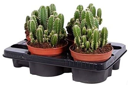 Peruvian Cactus, Cereus Peruvianus - www.FOP.ae Buy online Best and Healthy Plants and quality products guarantee in Dubai Plants Shop in Dubai Abu Dhabi all over UAE Plants near me Fresh Plants in Dubai where to buy plants in UAE - FOP.ae