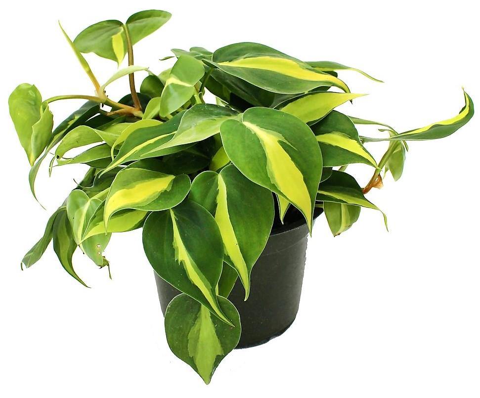 Philodendron Brasil - www.FOP.ae Buy online Best and Healthy Plants and quality products guarantee in Dubai Plants Shop in Dubai Abu Dhabi all over UAE Plants near me Fresh Plants in Dubai where to buy plants in UAE - FOP.ae