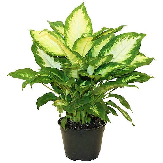 Dieffenbachia, Camilla ,Camellia ,Dumb Cane Plant - www.FOP.ae Buy online Best and Healthy Plants and quality products guarantee in Dubai Plants Shop in Dubai Abu Dhabi all over UAE Plants near me Fresh Plants in Dubai where to buy plants in UAE - FOP.ae