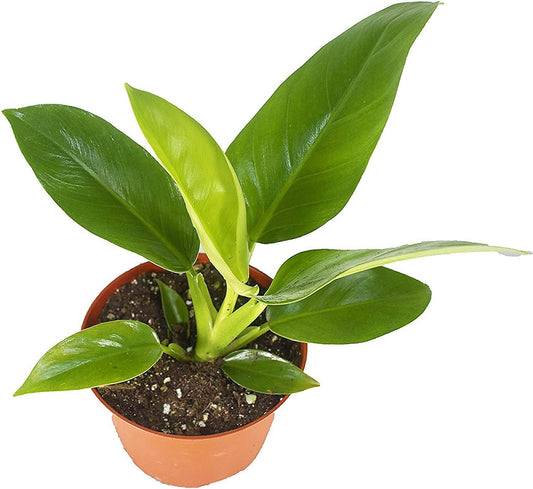 Philodendron Imperial Green - www.FOP.ae Buy online Best and Healthy Plants and quality products guarantee in Dubai Plants Shop in Dubai Abu Dhabi all over UAE Plants near me Fresh Plants in Dubai where to buy plants in UAE - FOP.ae