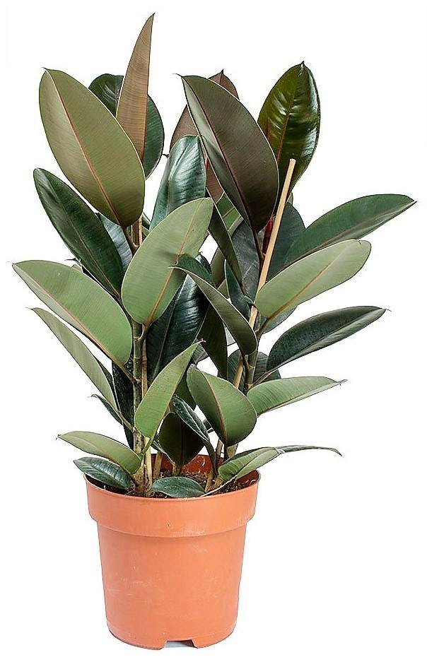 Ficus elastic Abidjan, Rubber Plant - www.FOP.ae Buy online Best and Healthy Plants and quality products guarantee in Dubai Plants Shop in Dubai Abu Dhabi all over UAE Plants near me Fresh Plants in Dubai where to buy plants in UAE - FOP.ae