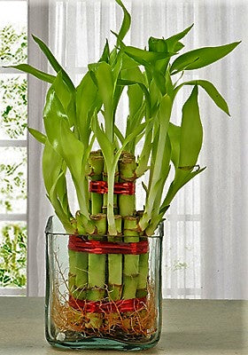Lucky Bamboo Steps, Dracaena Sanderiana - www.FOP.ae Buy online Best and Healthy Plants and quality products guarantee in Dubai Plants Shop in Dubai Abu Dhabi all over UAE Plants near me Fresh Plants in Dubai where to buy plants in UAE - FOP.ae