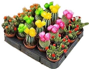 Ornamental Cactus Small - www.FOP.ae Buy online Best and Healthy Plants and quality products guarantee in Dubai Plants Shop in Dubai Abu Dhabi all over UAE Plants near me Fresh Plants in Dubai where to buy plants in UAE - FOP.ae
