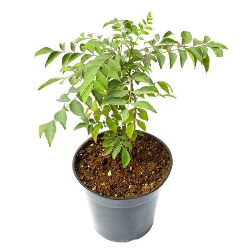 Cestrum nocturnum, Night Queen, Night-blooming jasmine - www.FOP.ae Buy online Best and Healthy Plants and quality products guarantee in Dubai Plants Shop in Dubai Abu Dhabi all over UAE Plants near me Fresh Plants in Dubai where to buy plants in UAE - FOP.ae