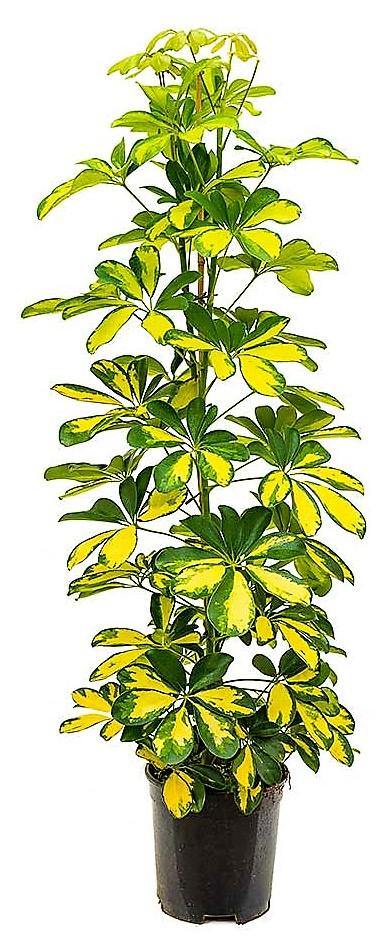 Schefflera Arboricola, Gold Capella, Dwarf Umbrella Tree - www.FOP.ae Buy online Best and Healthy Plants and quality products guarantee in Dubai Plants Shop in Dubai Abu Dhabi all over UAE Plants near me Fresh Plants in Dubai where to buy plants in UAE - FOP.ae